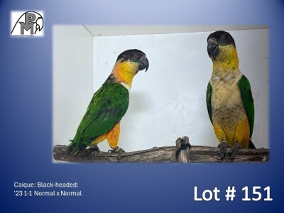 1-1 '23 Caique: Black-headed: Normal x Normal - Piet Jacobs