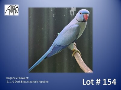 1-0 '21 Ringneck Parakeet: Dark Blue/cleartail/?opaline - Fanie Klopper