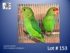 1-1 '23 Lovebird: Taranta: Darkgreen x Darkgreen - Piet Jacobs