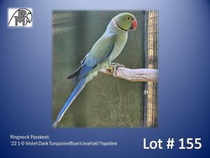 1-0 '22 Ringneck Parakeet: Violet Dark TurquoiseBlue/cleartail/?opaline - Fanie Klopper