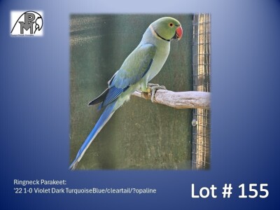 1-0 '22 Ringneck Parakeet: Violet Dark TurquoiseBlue/cleartail/?opaline - Fanie Klopper