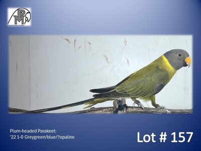 1-0 '22 Plum-headed Parakeet: Greygreen/blue/?opaline - Piet Jacobs