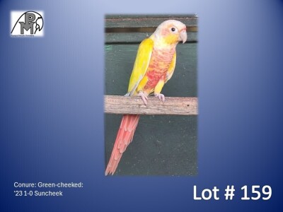 1-0 '23 Conure: Green-cheeked: Suncheek - Mike Riley