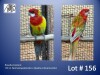 1-1 '23 Rosella: Eastern: Normal/opaline/dec x Opaline-Cinnamon/dec - Fanie Klopper