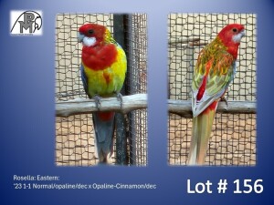 1-1 '23 Rosella: Eastern: Normal/opaline/dec x Opaline-Cinnamon/dec - Fanie Klopper