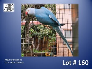 1-0 '22 Ringneck Parakeet: Blue Cleartail - Mike Riley