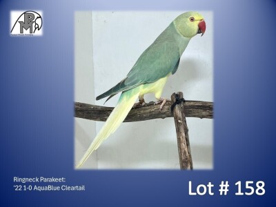 1-0 '22 Ringneck Parakeet: AquaBlue Cleartail - Piet Jacobs