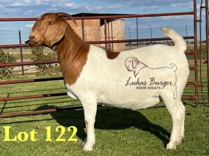 1X BOERGOAT PREGNANT FLOCK ON COLOR 10-163 SP DOE LUKAS BURGER BOERBOK STOET