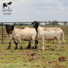 LOT 13 3X MEATMASTER OOI/EWE DIDYMUS MEATMASTERS