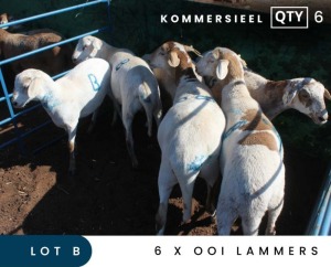 6X MEATMASTER COMMERCIAL EWE LAMBS MAROELASFONTEIN BOERDERY (PAY PER ANIMAL TO TAKE ALL)