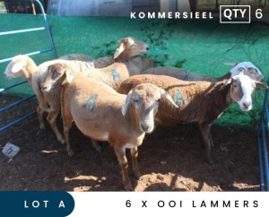 6X MEATMASTER COMMERCIAL EWE LAMBS MAROELASFONTEIN BOERDERY (PAY PER ANIMAL TO TAKE ALL)