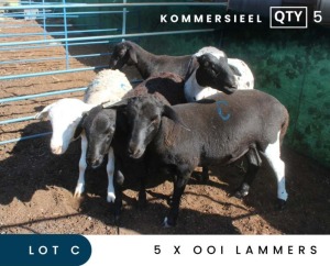 5X MEATMASTER COMMERCIAL EWE LAMBS MAROELASFONTEIN BOERDERY (PAY PER ANIMAL TO TAKE ALL)