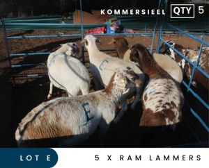 5X MEATMASTER COMMERCIAL RAM LAMBS MAROELASFONTEIN BOERDERY (PAY PER ANIMAL TO TAKE ALL)