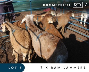 7X MEATMASTER COMMERCIAL RAM LAMBS MAROELASFONTEIN BOERDERY (PAY PER ANIMAL TO TAKE ALL)