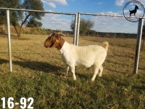 1 x BOERBOKKE OOI/EWE TJ Fleedwood - KUDDE/FLOCK