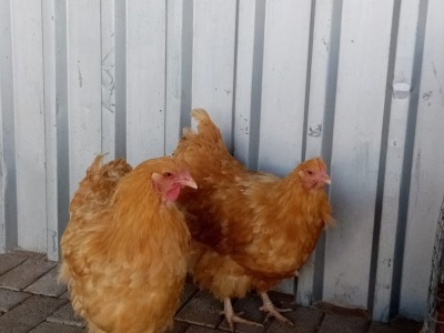 2X BUFF ORPINGTON + HEN JO-MARIE