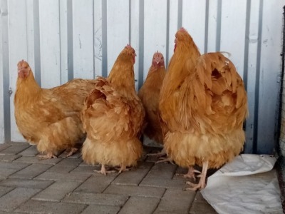 4X BUFFORPINGTON ROOSTER + HEN JO-MARIE