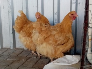 2X BUFF ORPINGTON HEN JO-MARIE