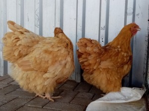 2X BUFF ORPINGTON HEN JO-MARIE