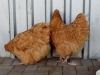 2X BUFF ORPINGTON HEN JO-MARIE