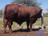 1X BEEFMASTER BULL GILBERT PEACOCK JNR