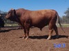 1X BEEFMASTER BULL GILBERT PEACOCK JNR