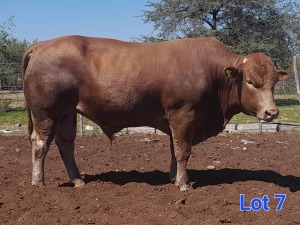 1X BEEFMASTER BULL GILBERT PEACOCK JNR