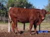 1X BEEFMASTER HEIFER GILBERT PEACOCK JNR