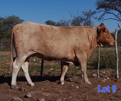 1X BEEFMASTER COW GILBERT PEACOCK JNR