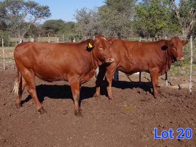 2X SIMMENTAL HEIFER GILBERT PEACOCK JNR