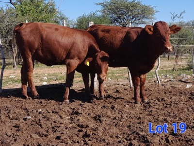 2X SIMMENTAL HEIFER GILBERT PEACOCK JNR