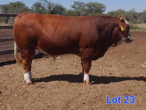 1X SIMMENTAL BULL GILBERT PEACOCK SNR