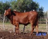 1X BEEFMASTER HEIFER GILBERT PEACOCK JNR