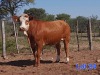 1X SIMMENTAL COW GILBERT PEACOCK SNR