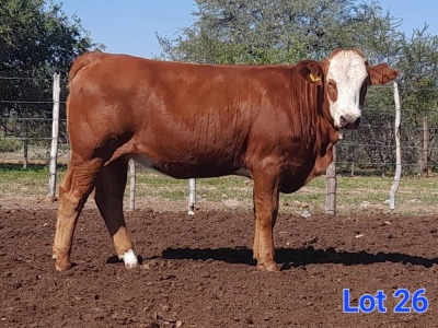 1X SIMMENTAL HEIFER GILBERT PEACOCK SNR