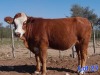 1X SIMMENTAL HEIFER GILBERT PEACOCK SNR