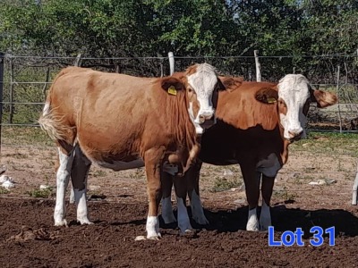 2X SIMMENTAL HEIFER GILBERT PEACOCK SNR