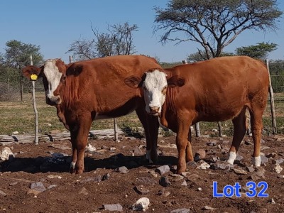 2X SIMMENTAL HEIFER GILBERT PEACOCK SNR