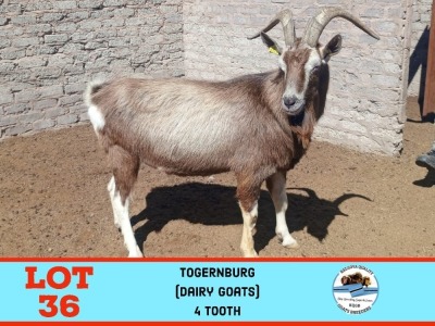 1X TOGENBERG BUCK TOY