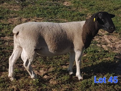 1X DORPER RAM GILBERT PEACOCK SNR