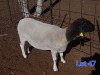 1X DORPER EWE GILBERT PEACOCK SNR