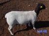 1X DORPER EWE GILBERT PEACOCK SNR