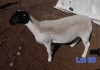 1X DORPER EWE GILBERT PEACOCK SNR