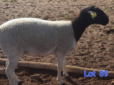 1X DORPER EWE GILBERT PEACOCK SNR