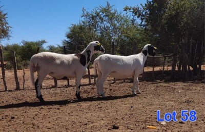 2X MEATMASTER EWE GILBERT PEACOCK JNR