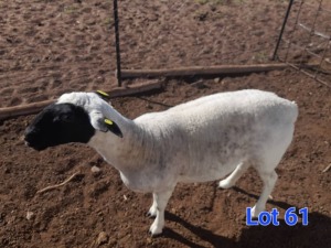 1X DORPER EWE GILBERT PEACOCK SNR