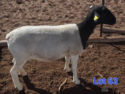 1X DORPER EWE GILBERT PEACOCK SNR