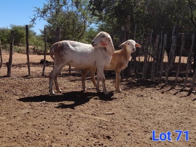 1+1X MEATMASTER EWE & LAMB GILBERT PEACOCK JNR