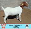 1X BOERGOAT BUCK TOY