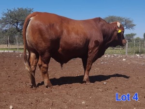 1X BEEFMASTER BULL GILBERT PEACOCK JNR